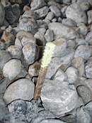 rockfield 1198.jpg